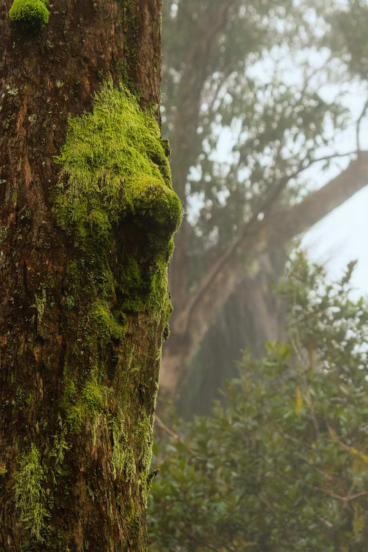 A tree covered in bright green moss sits in the foreground with a dense fog in front of some foliage in the background.
