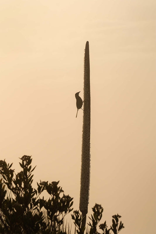Morning Bird | Mt Warning, NSW Australia