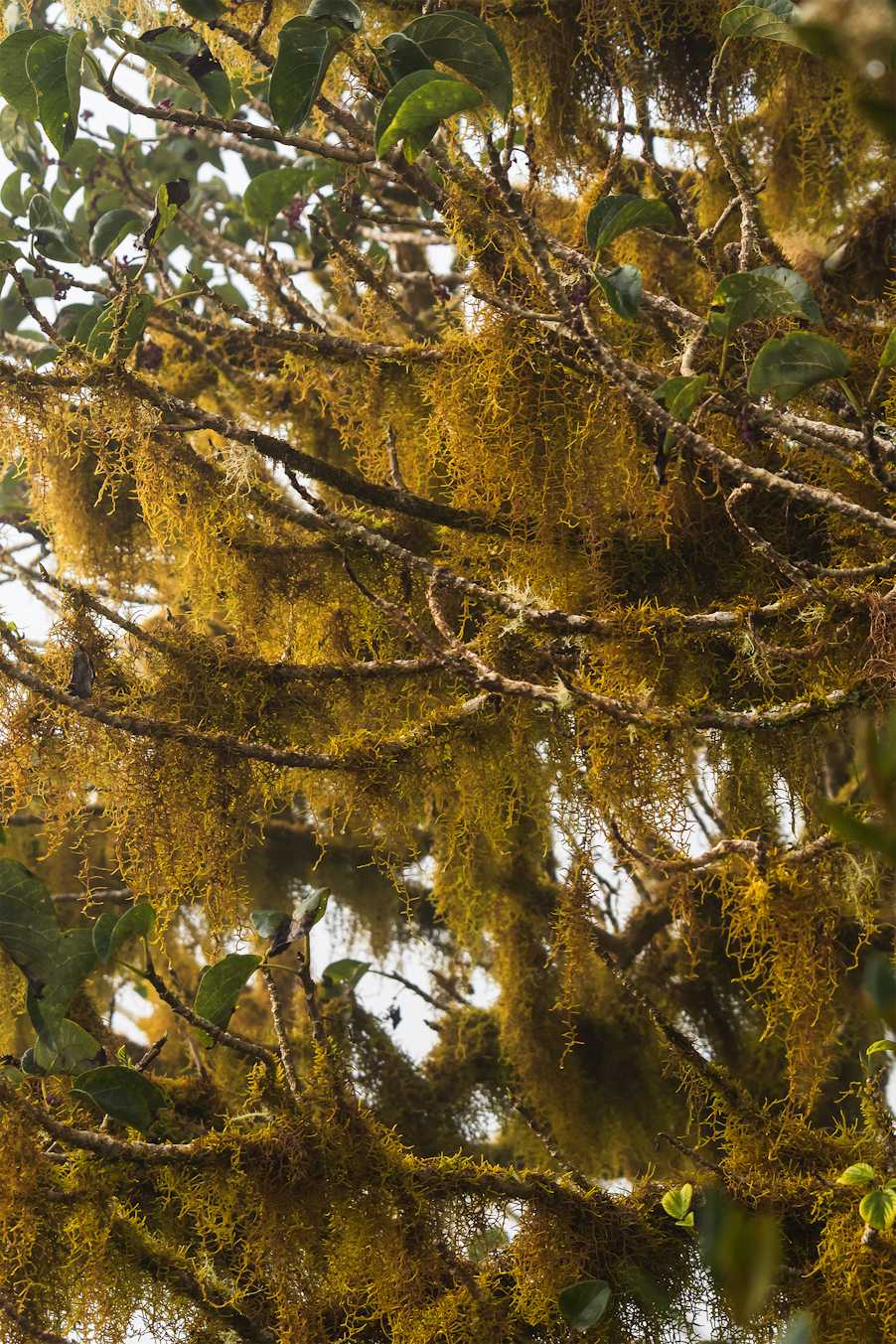 An abstract print of a tree covered in hanging moss with a balance of green leaves and fog in the background.