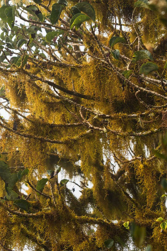An abstract print of a tree covered in hanging moss with a balance of green leaves and fog in the background.