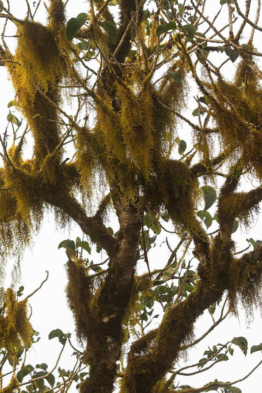 An abstract print of whispy moss hanging from a tree with fog in the background.